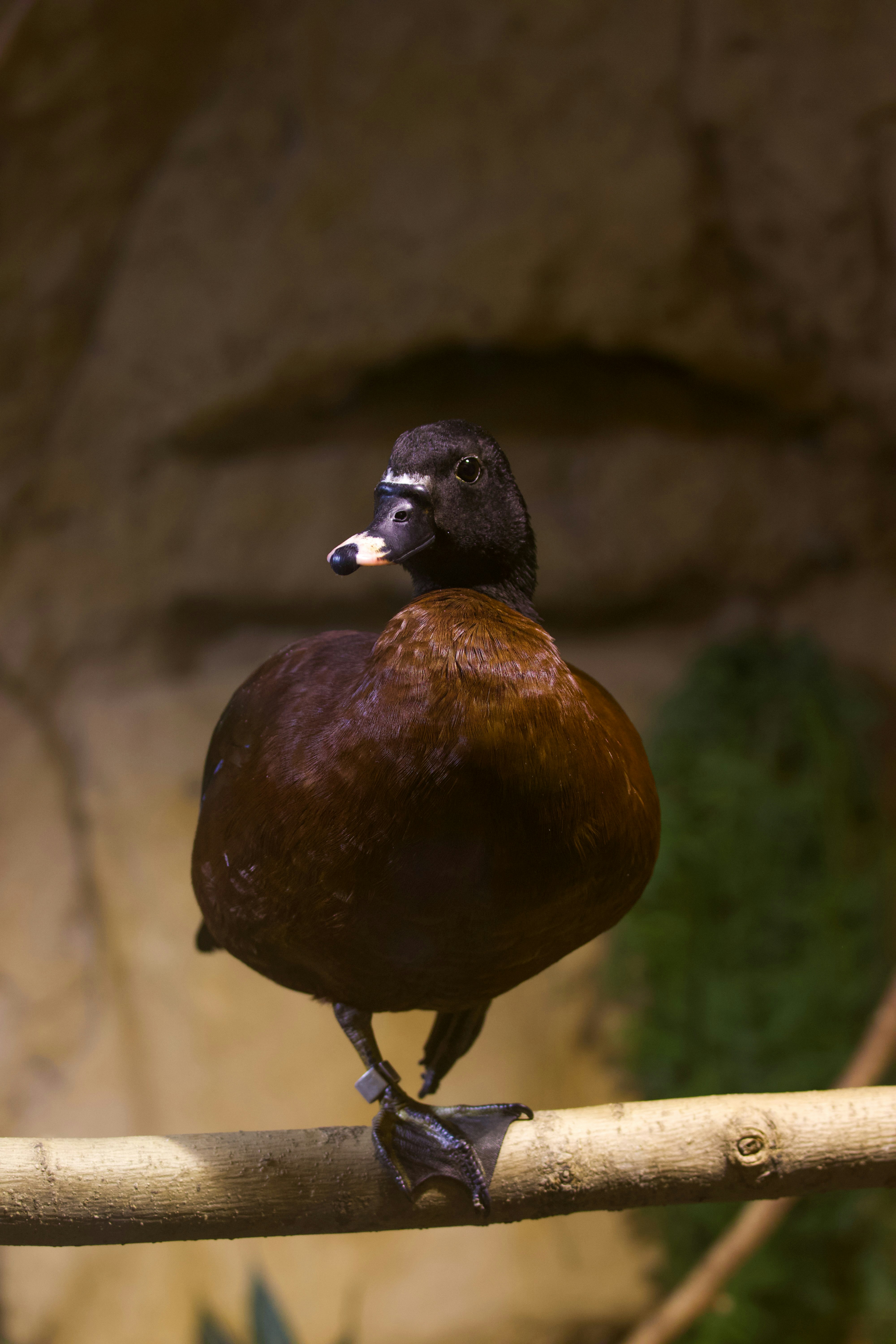 a brown and black bird sitting on a branch
