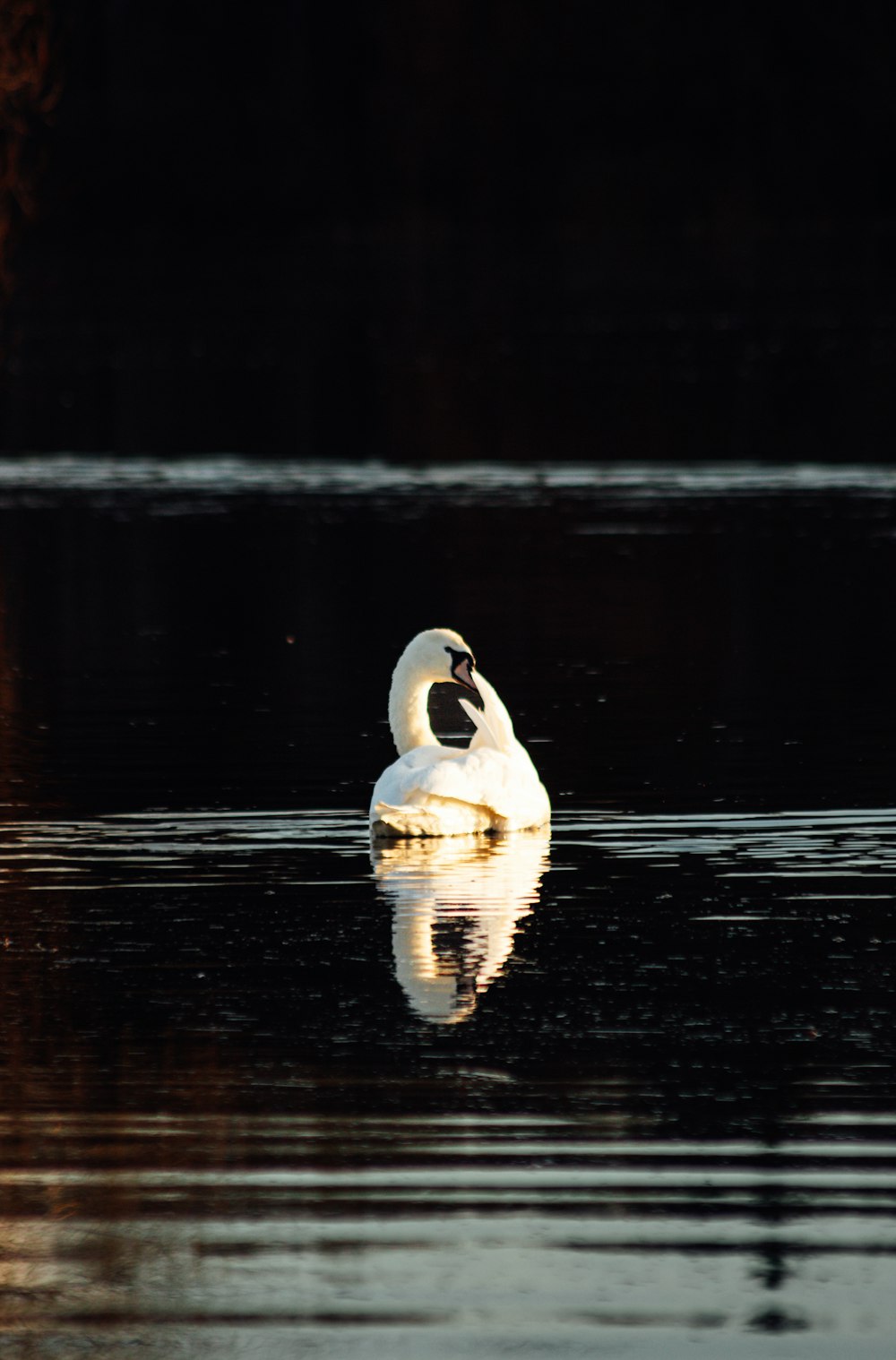 a white swan floating on top of a body of water