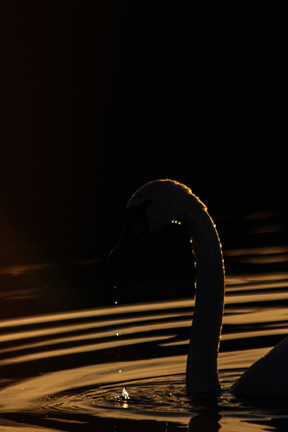 a swan is swimming in the water at night