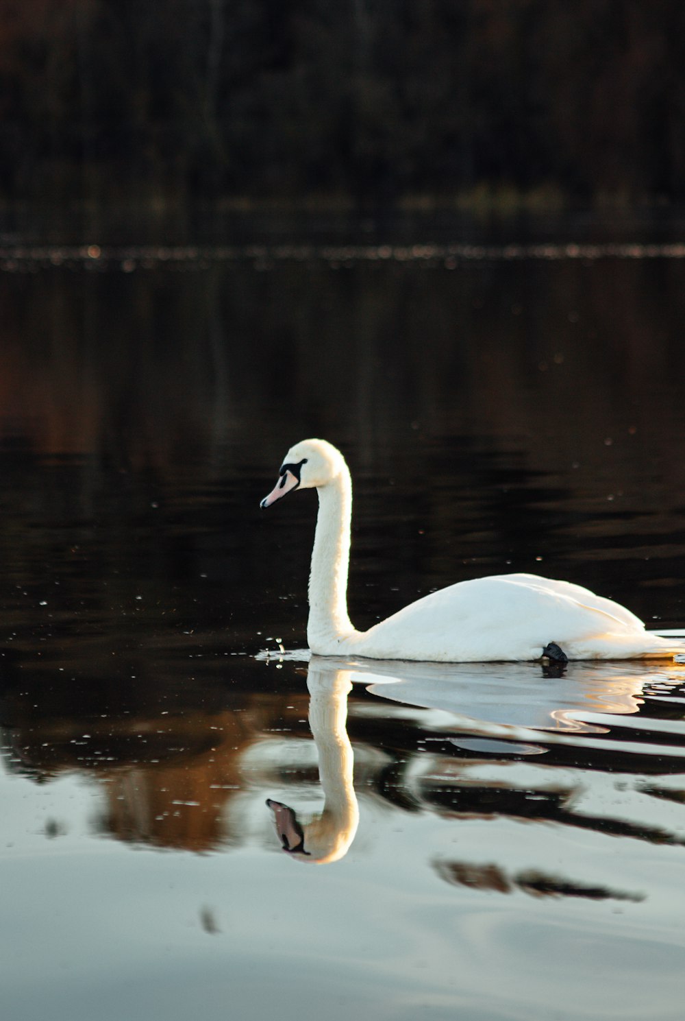 a white swan swimming on top of a lake