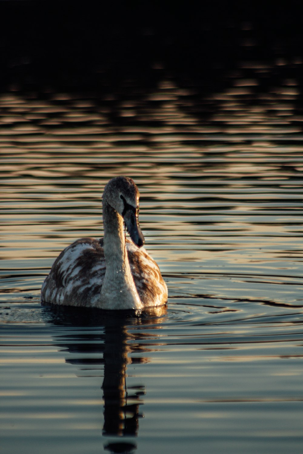 a duck floating on top of a body of water