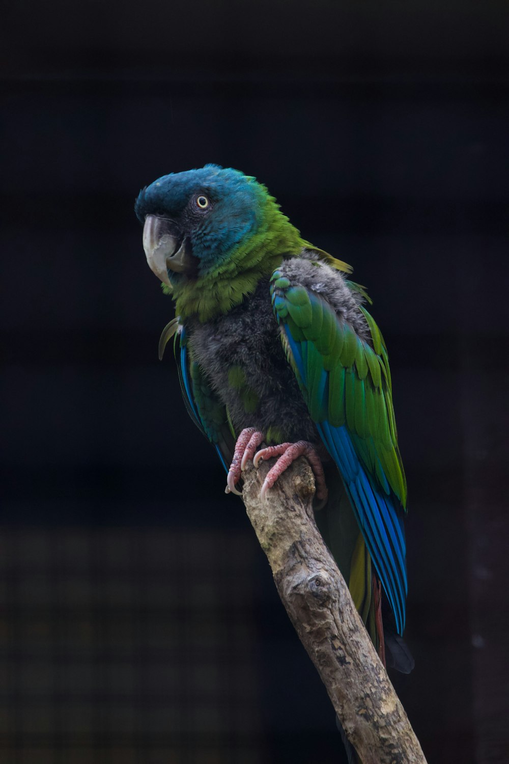 a green and blue parrot perched on a tree branch