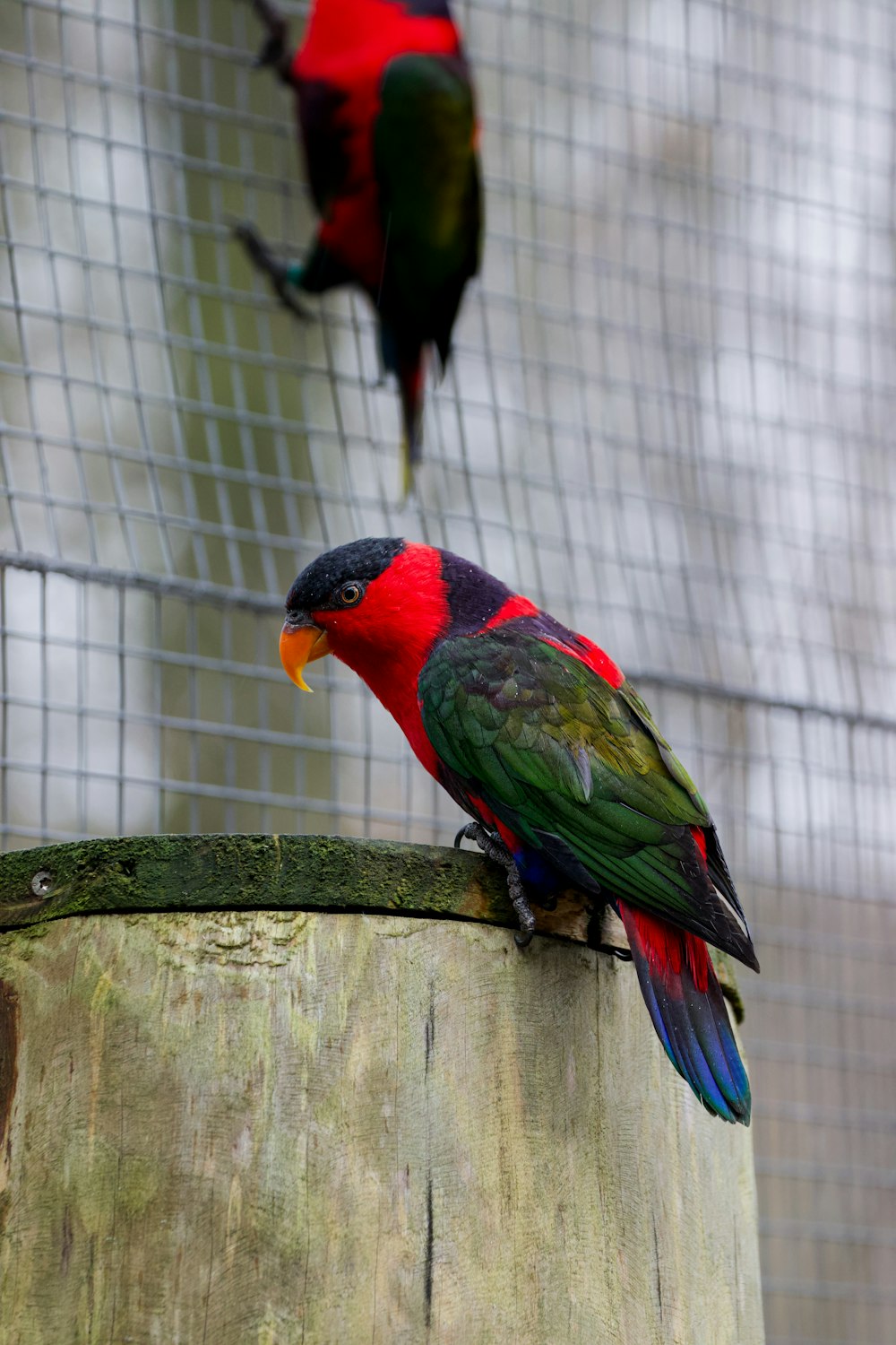 two colorful birds sitting on top of a tree stump