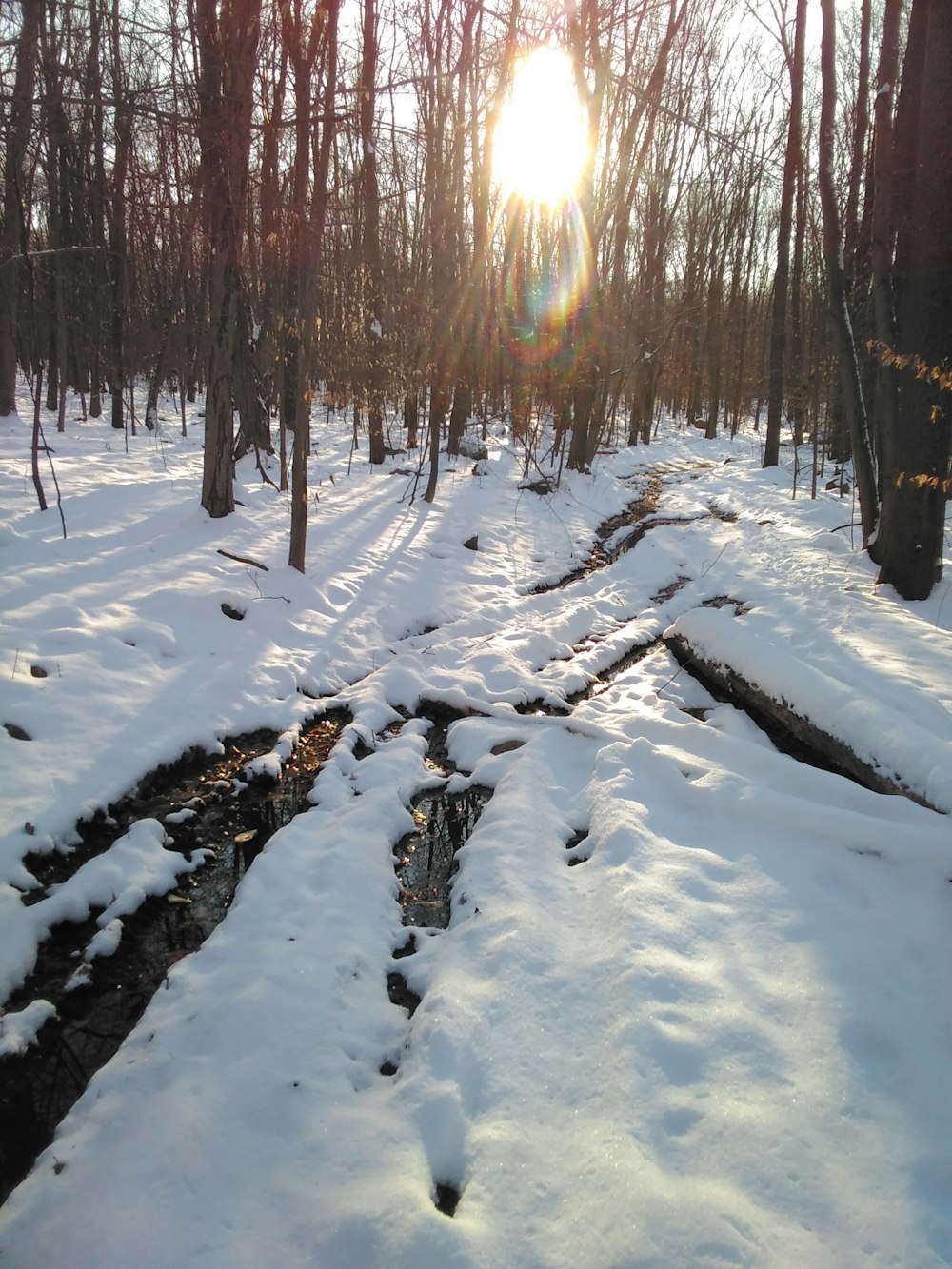 the sun is shining through the trees in the snow