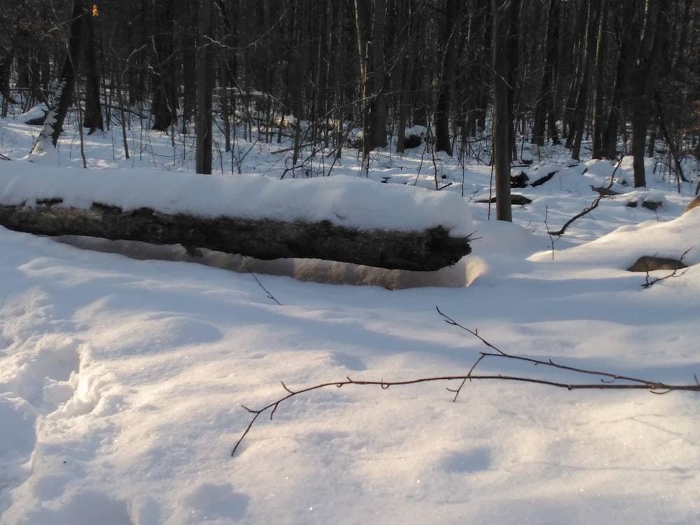 a log in the middle of a snowy forest