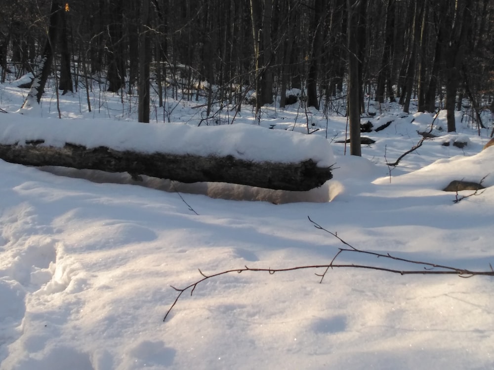 Un tronco en medio de un bosque nevado