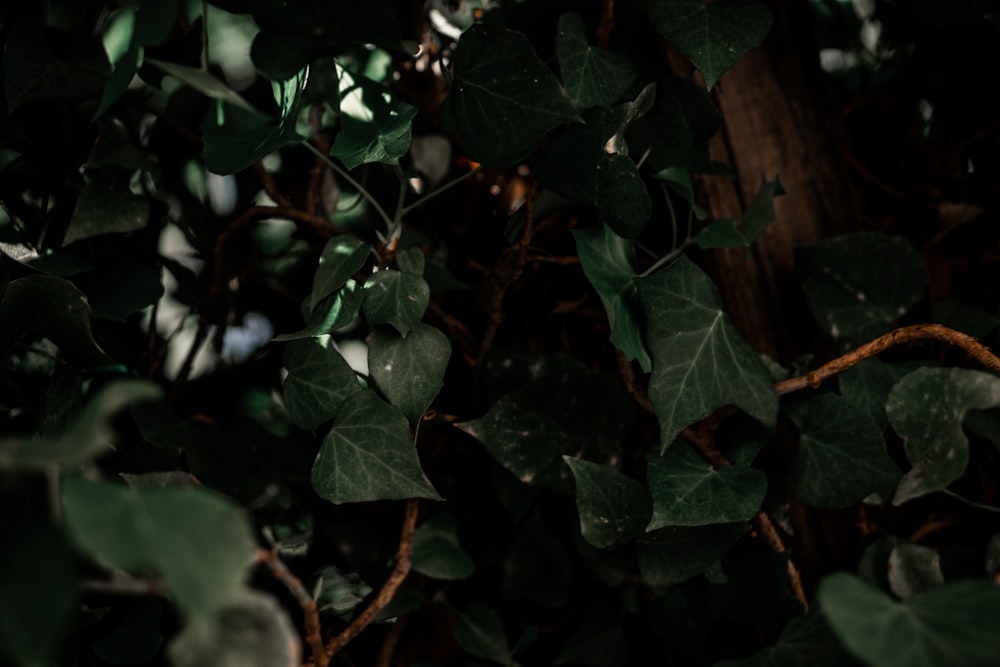 a close up of leaves on a tree