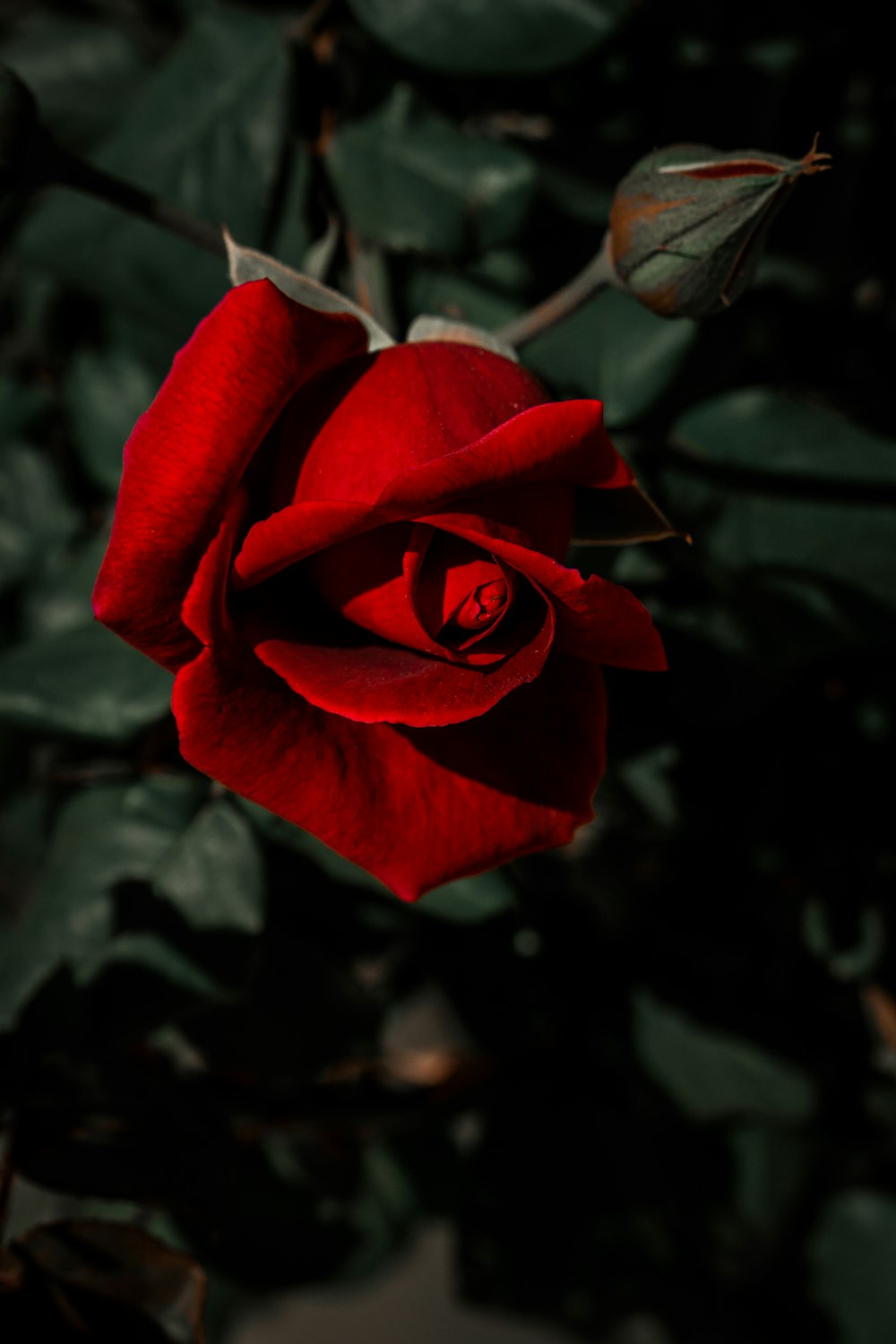 a red rose with green leaves in the background