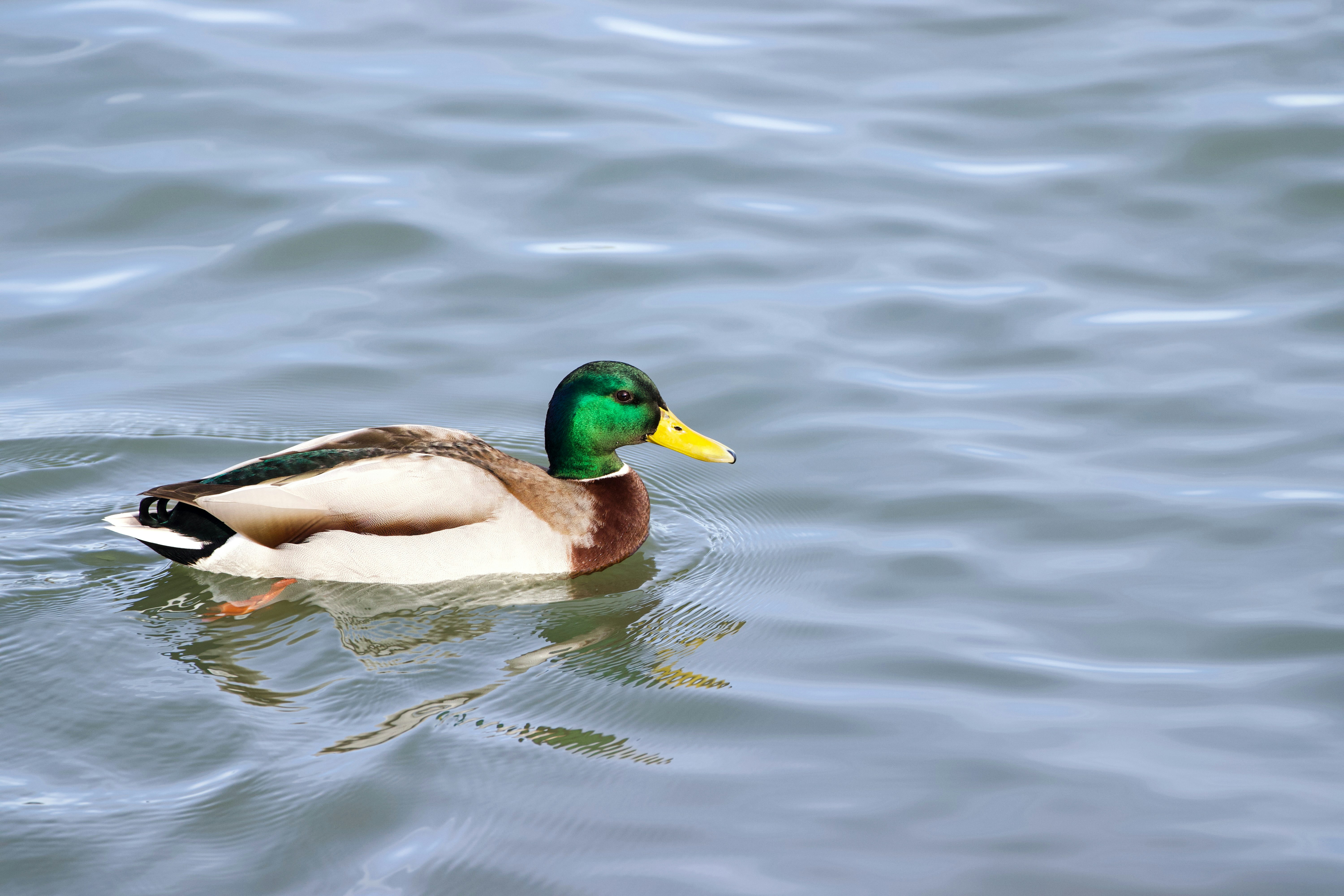 Photo by jakub_neskora