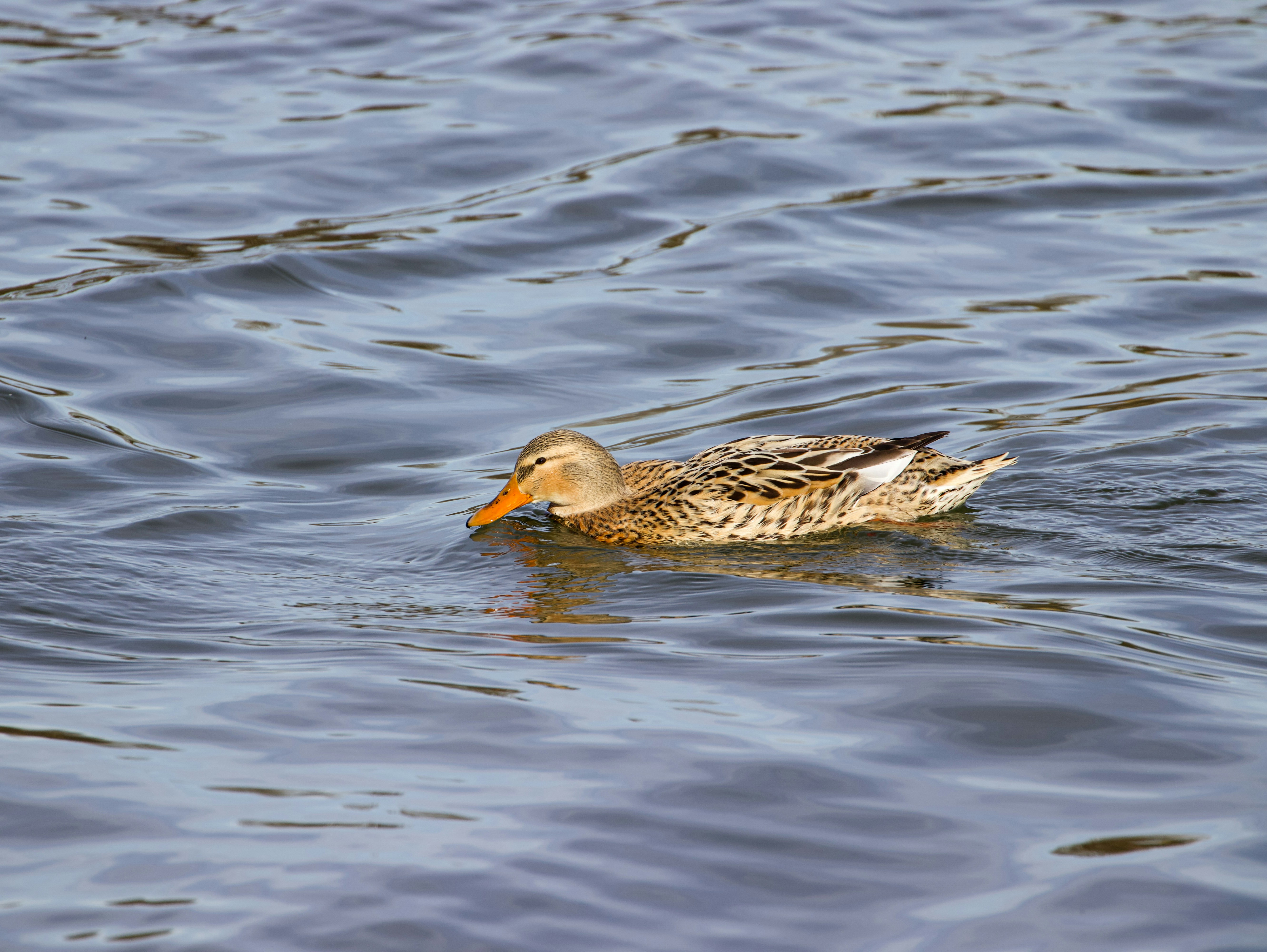 Photo by jakub_neskora