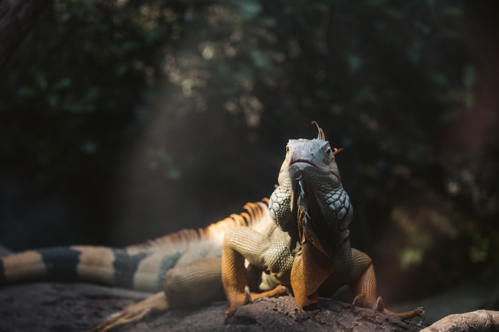 a close up of a lizard on a rock