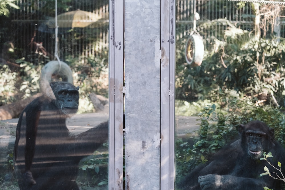 a couple of gorillas sitting in front of a window