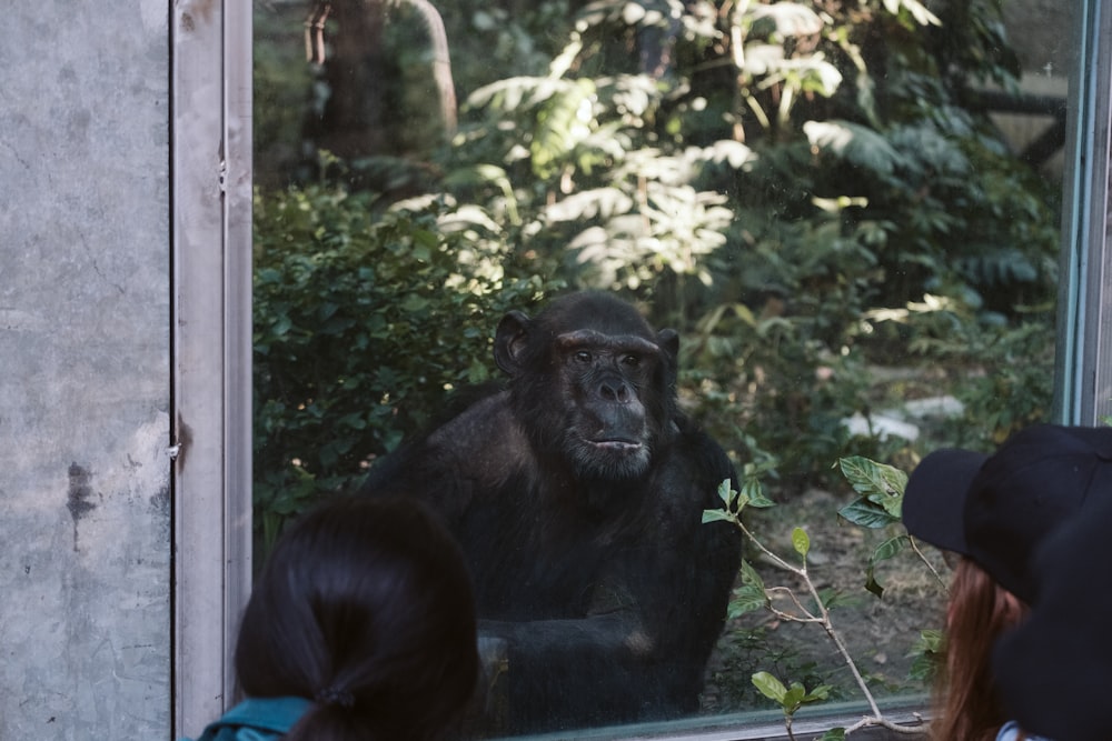 a group of people looking at a gorilla through a window