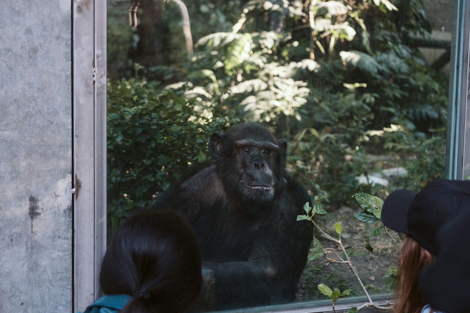 a group of people looking at a gorilla through a window