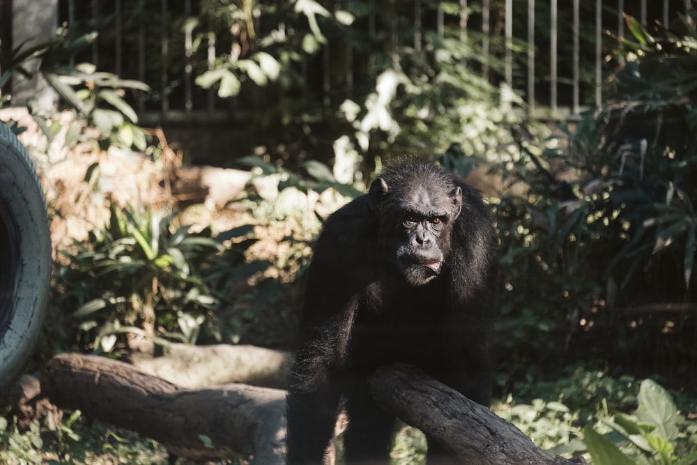 a gorilla sitting on top of a tree branch