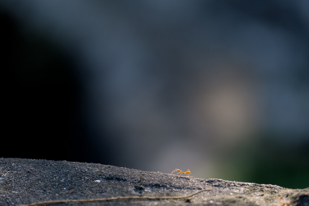ein kleines Insekt, das auf einem Felsen sitzt