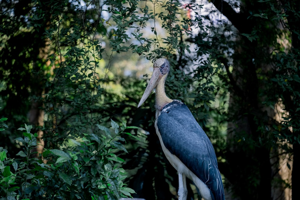 a large bird standing on top of a tree branch