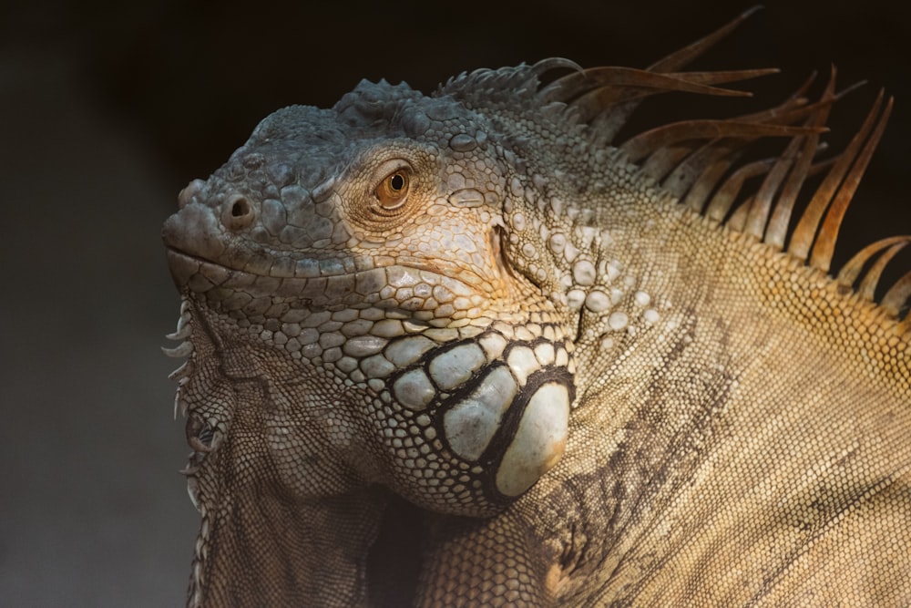 un primo piano di un'iguana su sfondo nero