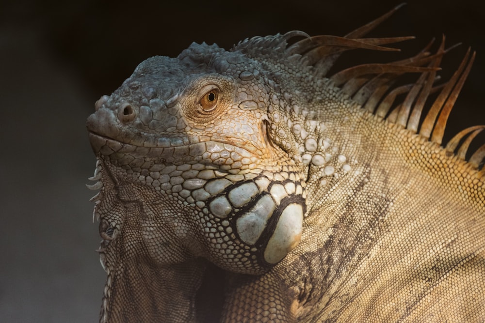 a close up of an iguana on a black background
