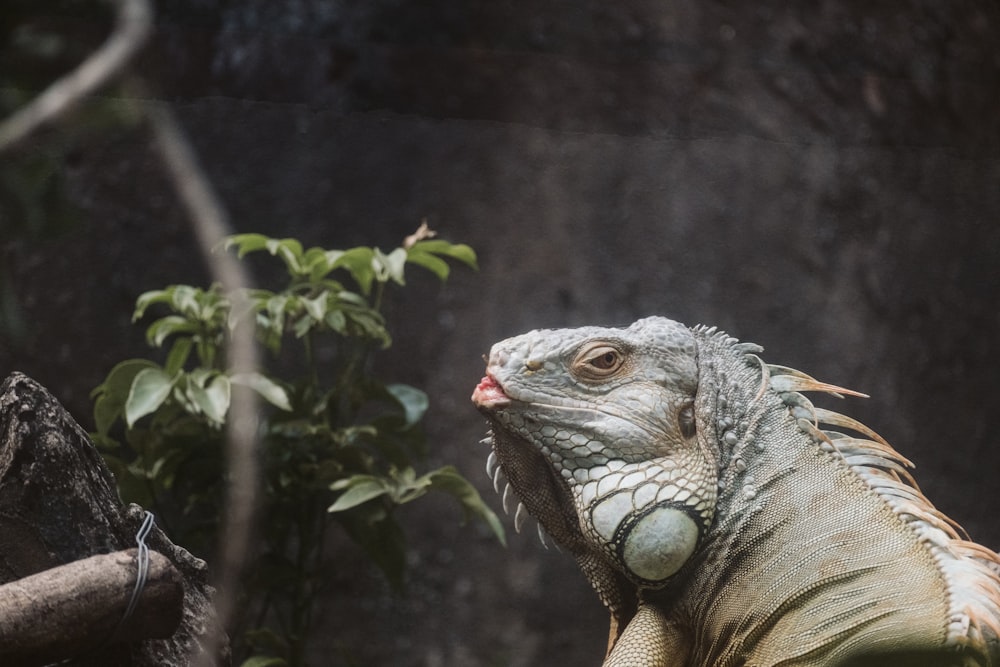 a close up of a large lizard near a tree