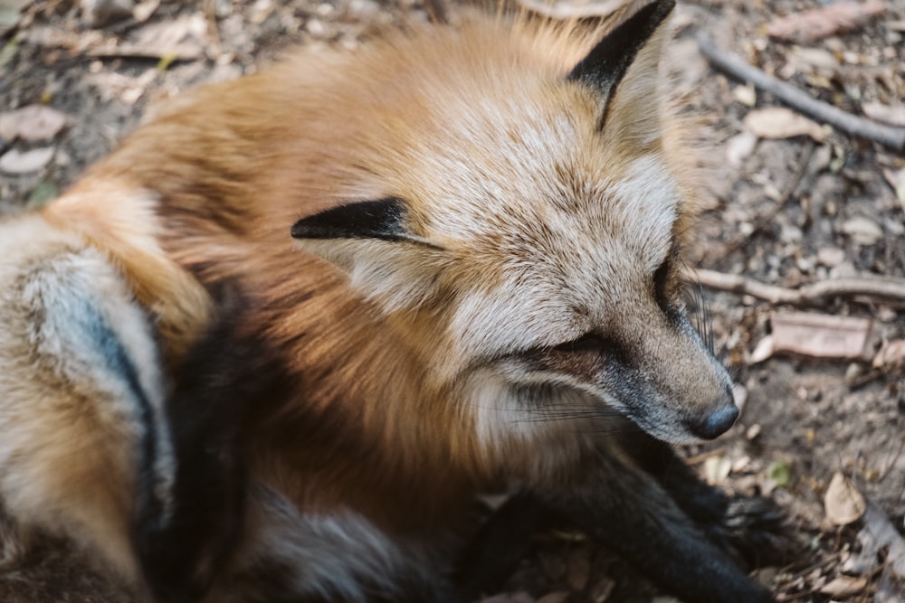 a close up of a fox laying on the ground