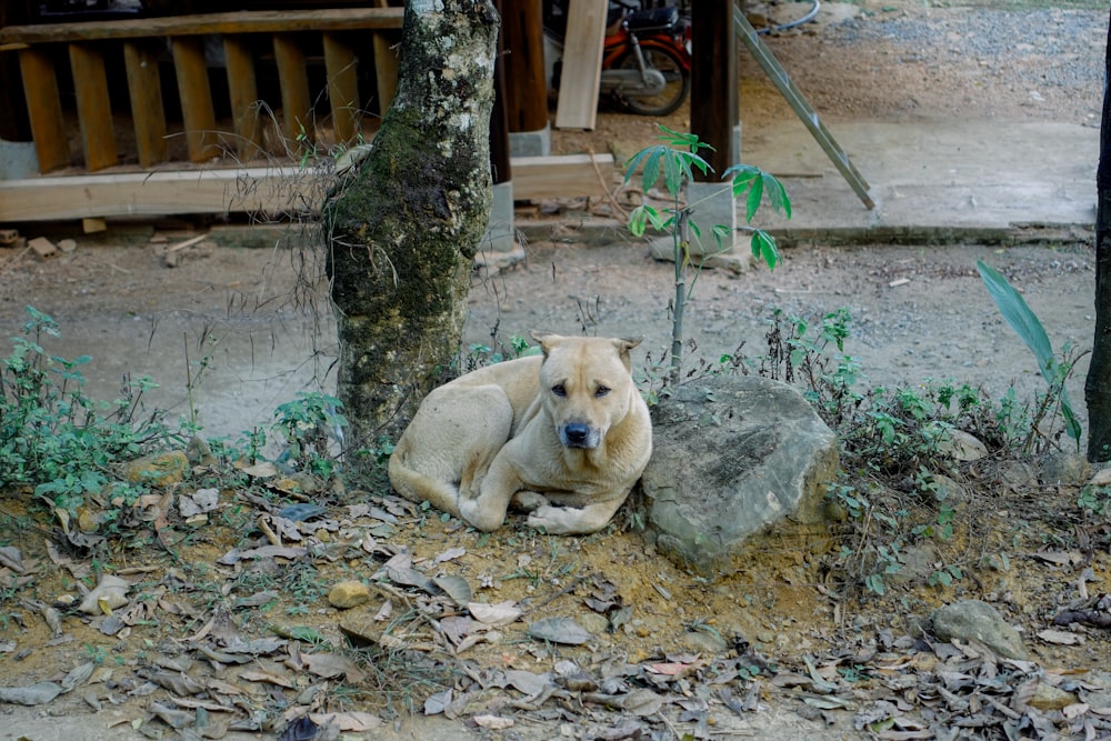 a dog laying on the ground next to a tree