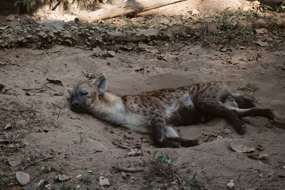 a hyena laying on the ground in the dirt