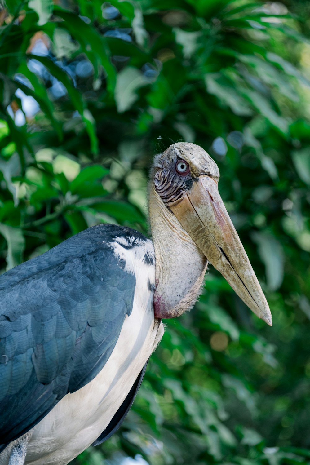 un primo piano di un uccello con un albero sullo sfondo