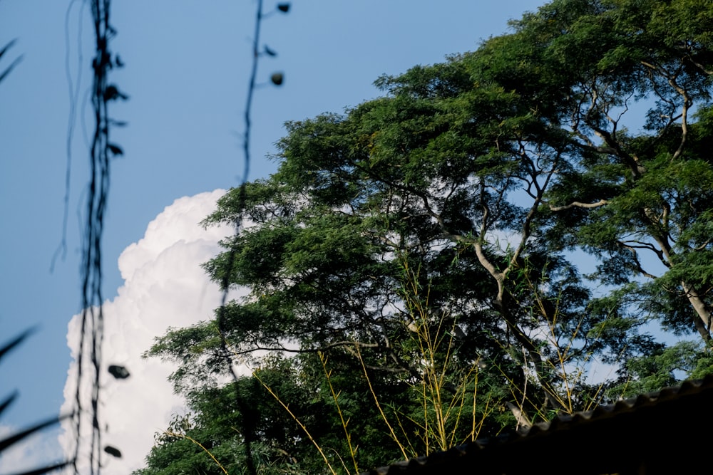 a view of the sky through some trees