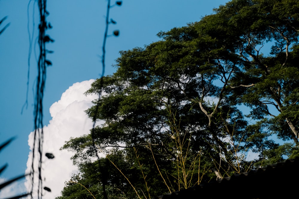 a view of the sky through some trees