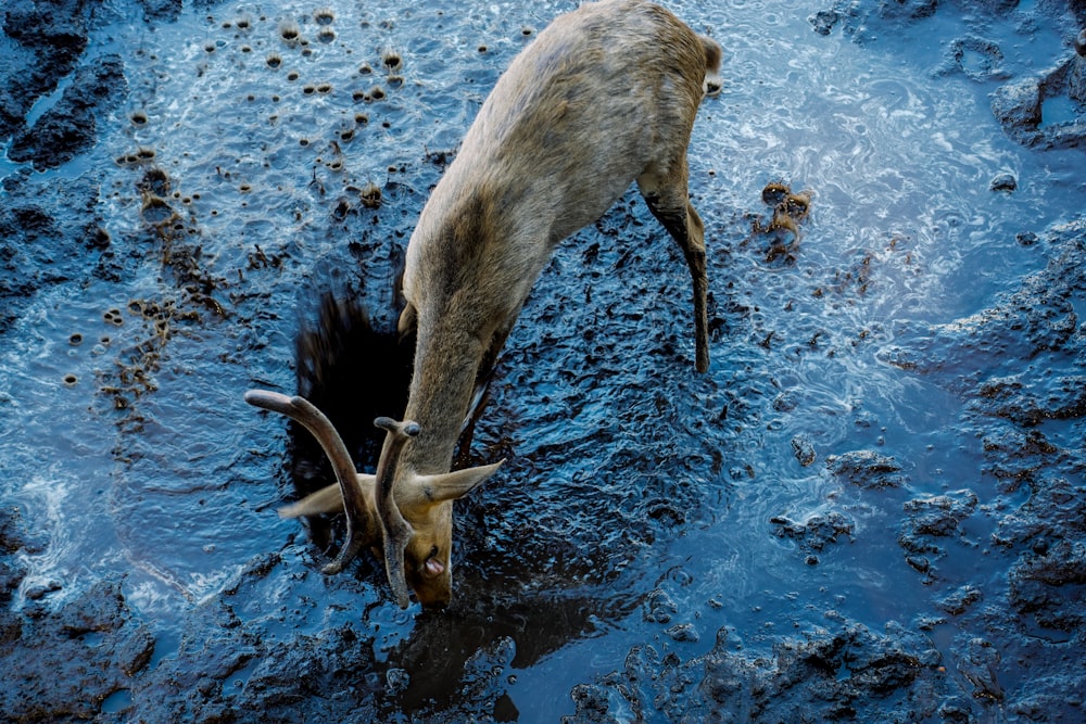 a goat drinking water from a pool of water