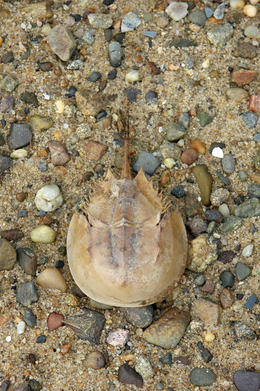 a dead bird on the ground surrounded by rocks and gravel