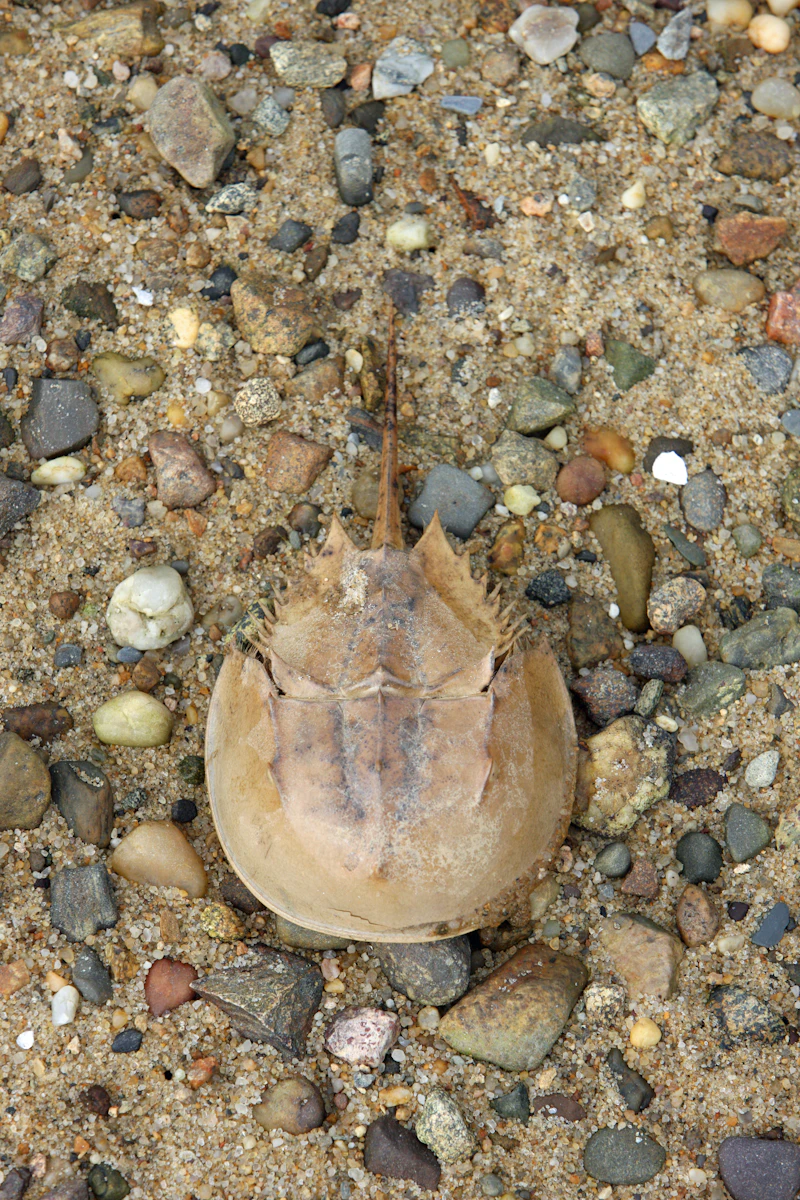 Atlantic Horseshoe Crab (Limulus polyphemus)