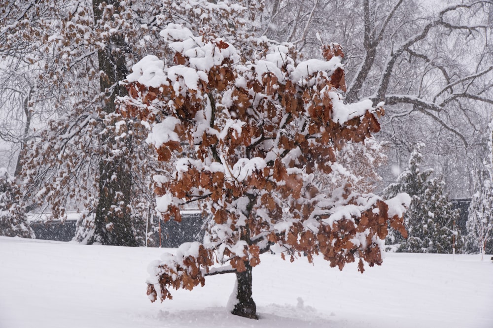 a tree covered in snow in a park