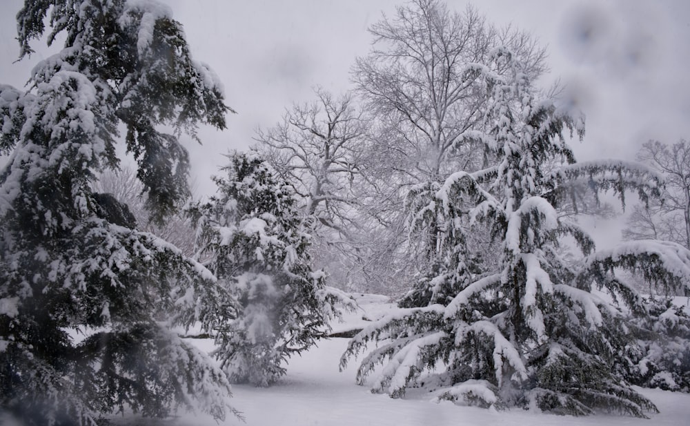 a snow covered forest filled with lots of trees