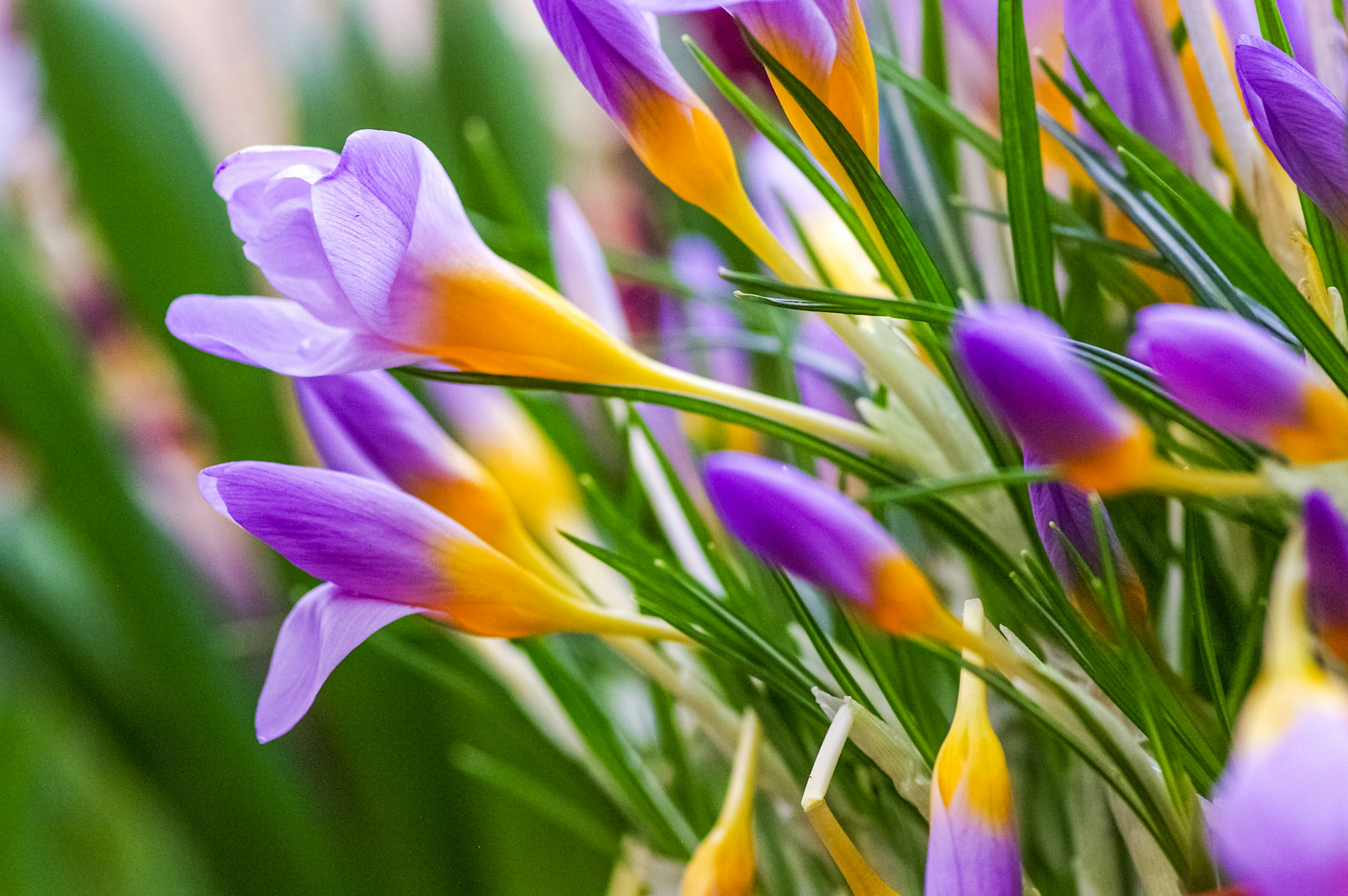 a bunch of purple and yellow flowers in a vase