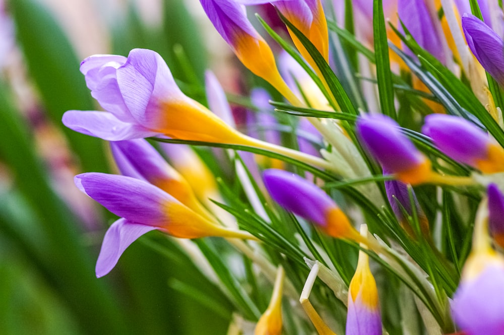 un bouquet de fleurs violettes et jaunes dans un vase