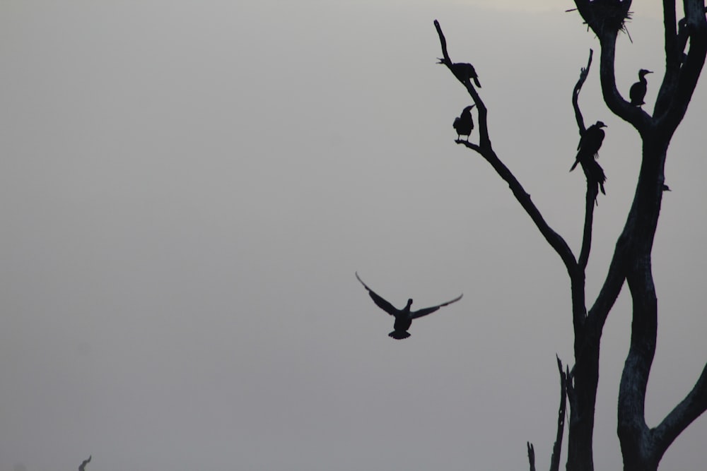 a flock of birds sitting on top of a tree