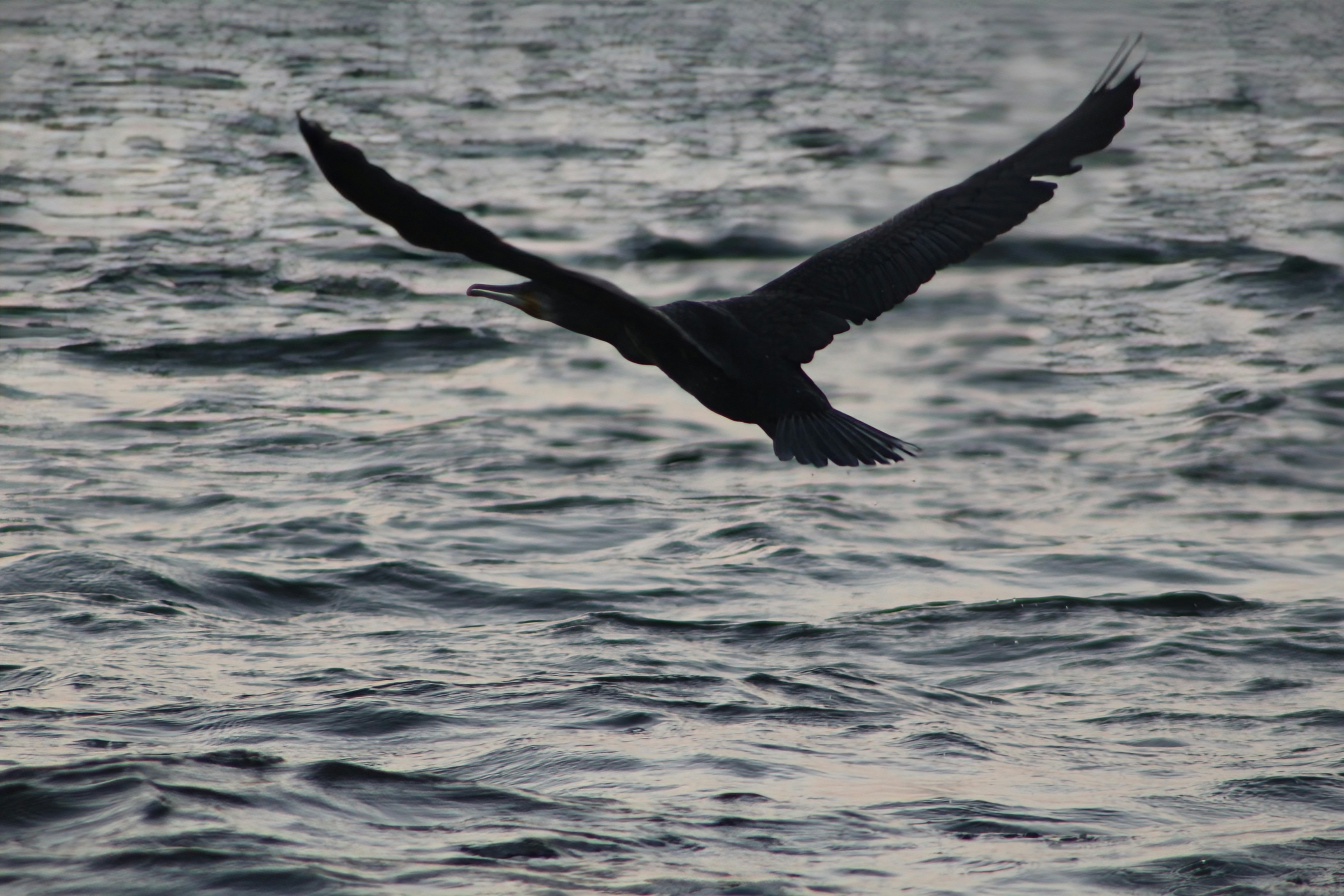Bird flying over water