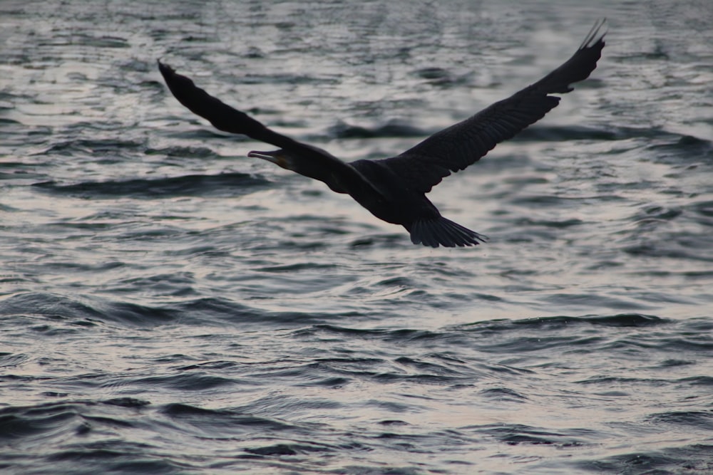 a bird flying over a body of water