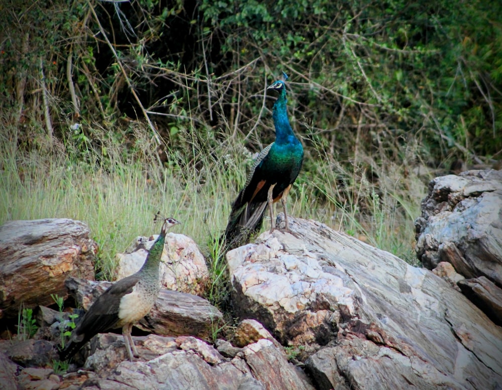 a couple of birds that are standing on some rocks