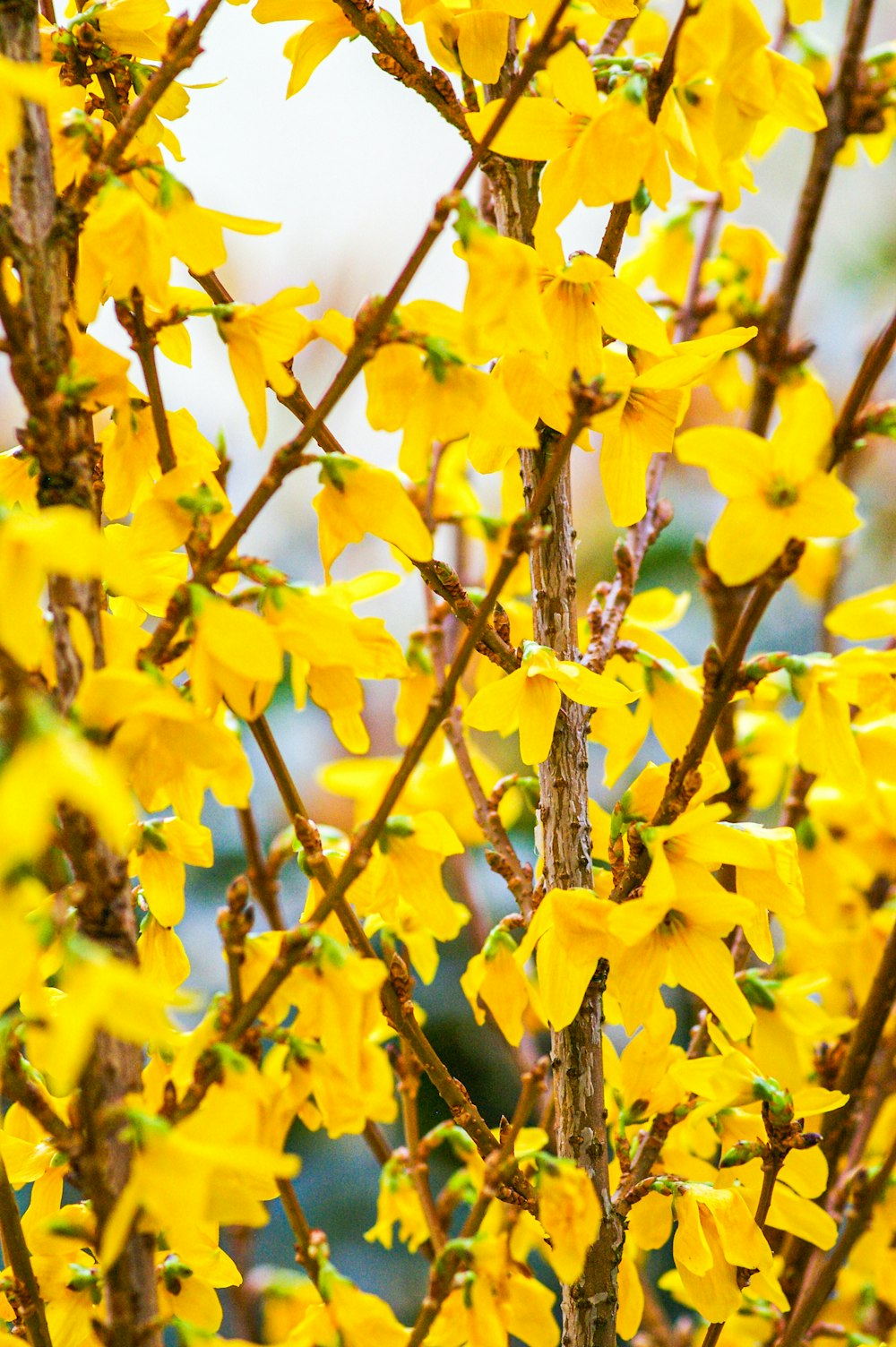 Nahaufnahme eines Baumes mit gelben Blüten