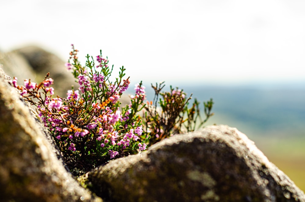 a close up of a rock with flowers growing out of it