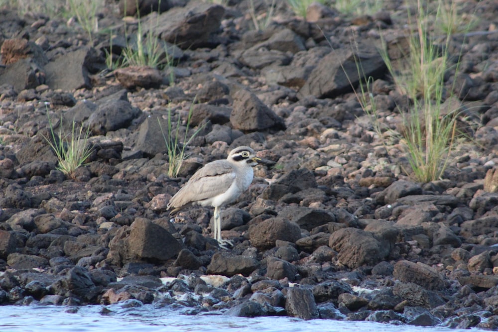 a bird standing on a rocky shore next to a body of water