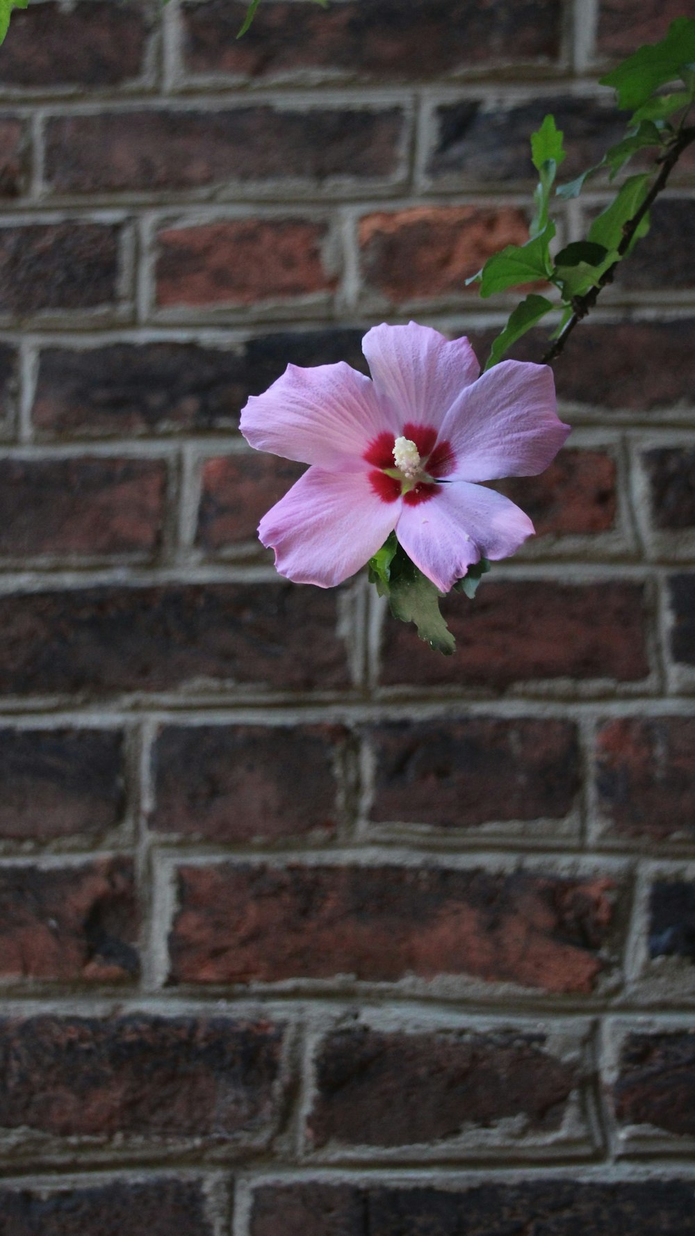 a pink flower on a branch in front of a brick wall
