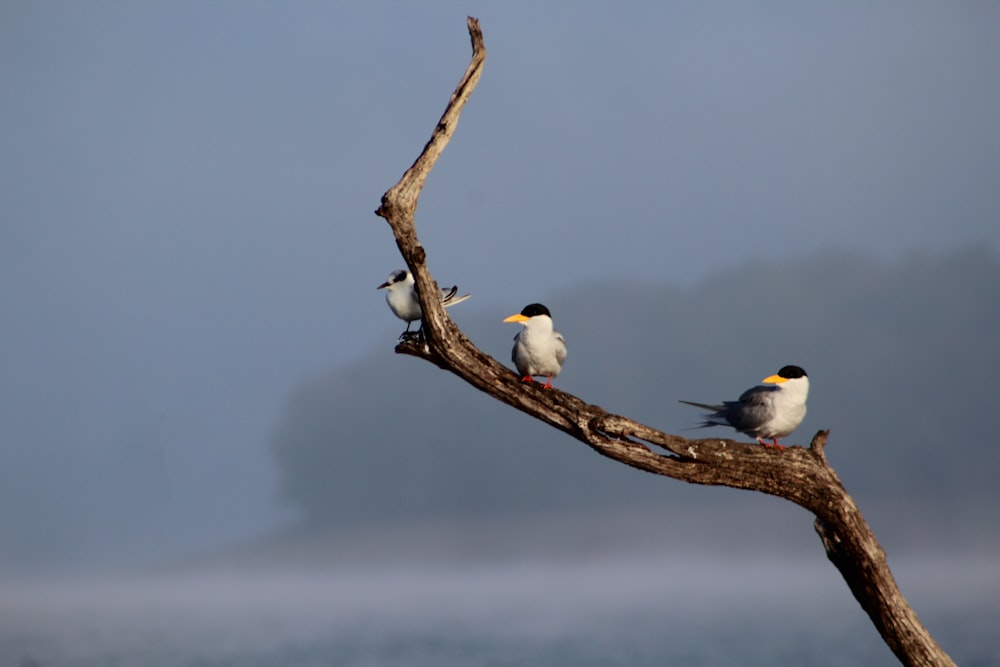 a group of birds sitting on top of a tree branch