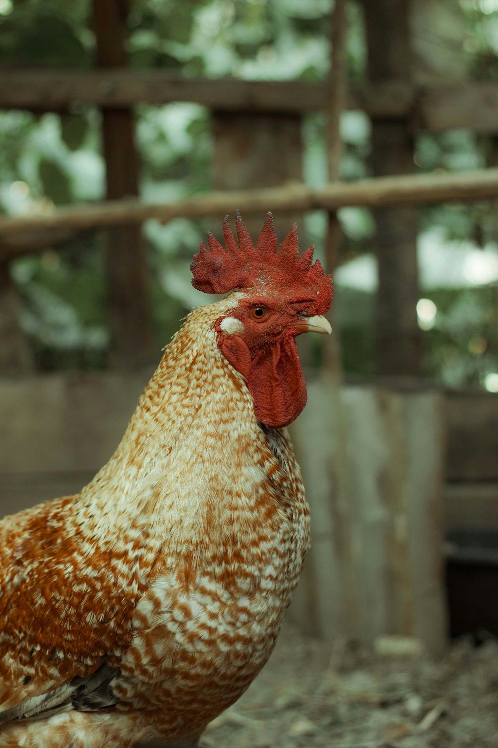 a brown and white chicken standing on top of a dirt ground