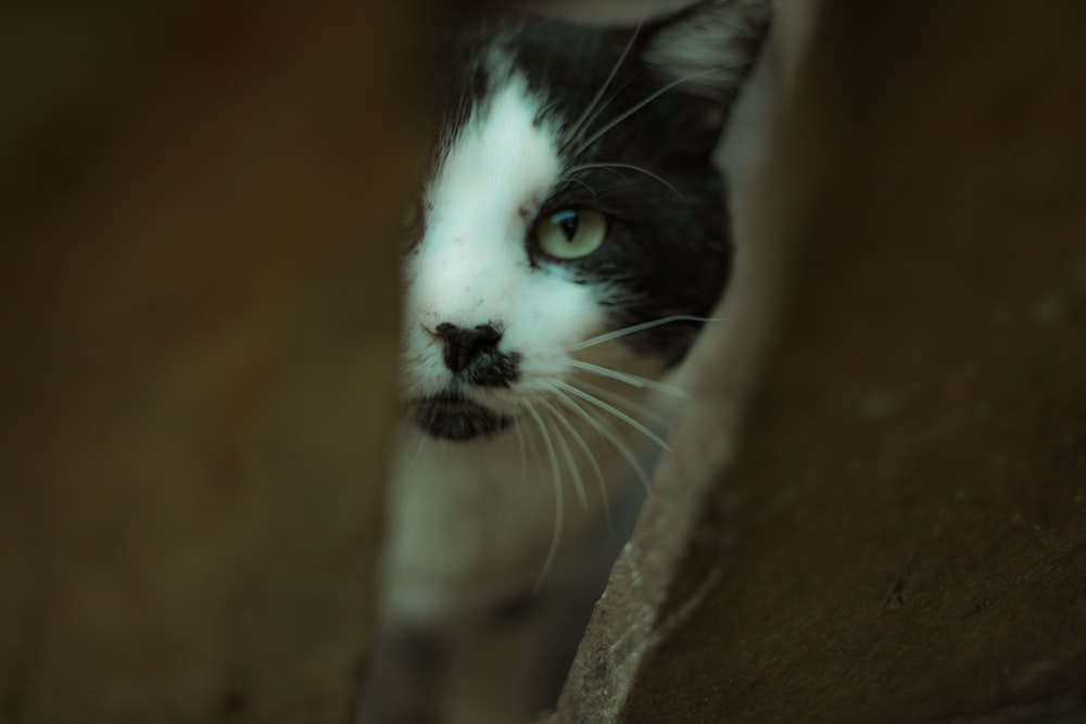 a black and white cat peeking out from behind a wall