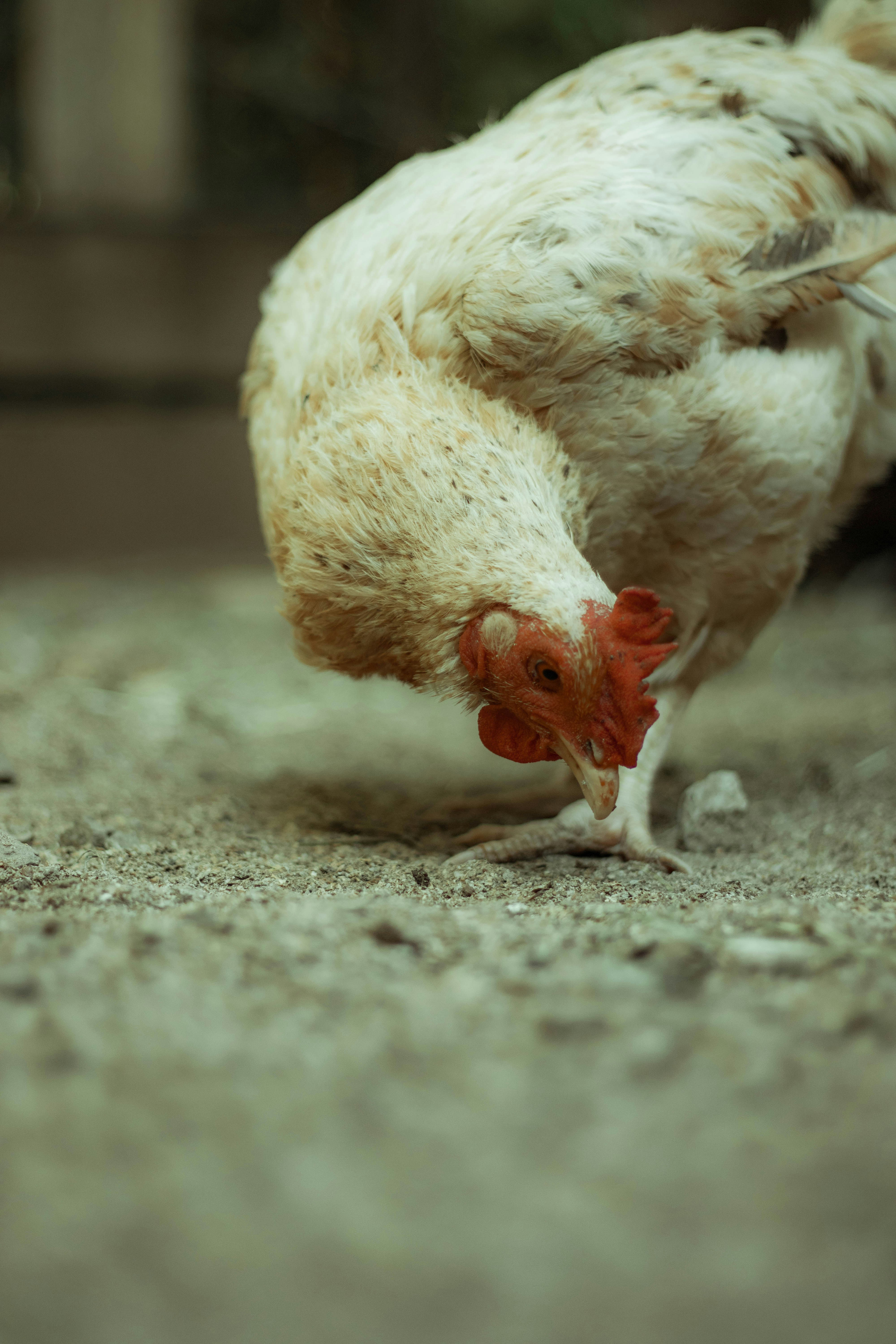 un primo piano di un pollo a terra