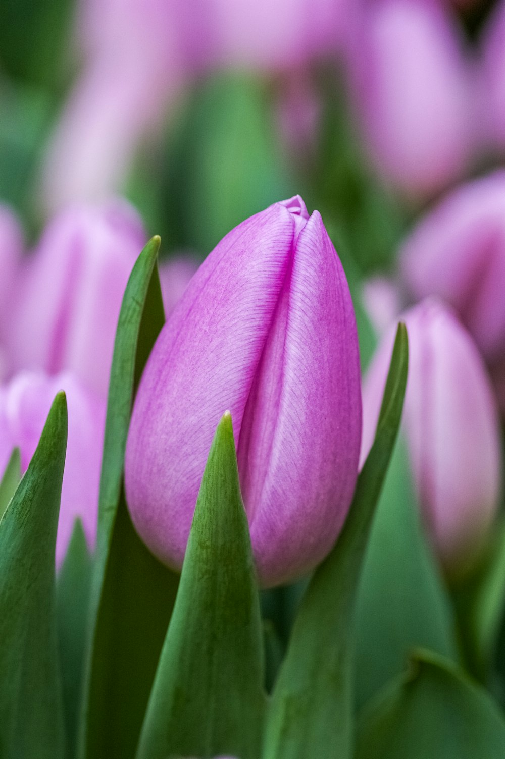 a close up of a bunch of pink flowers